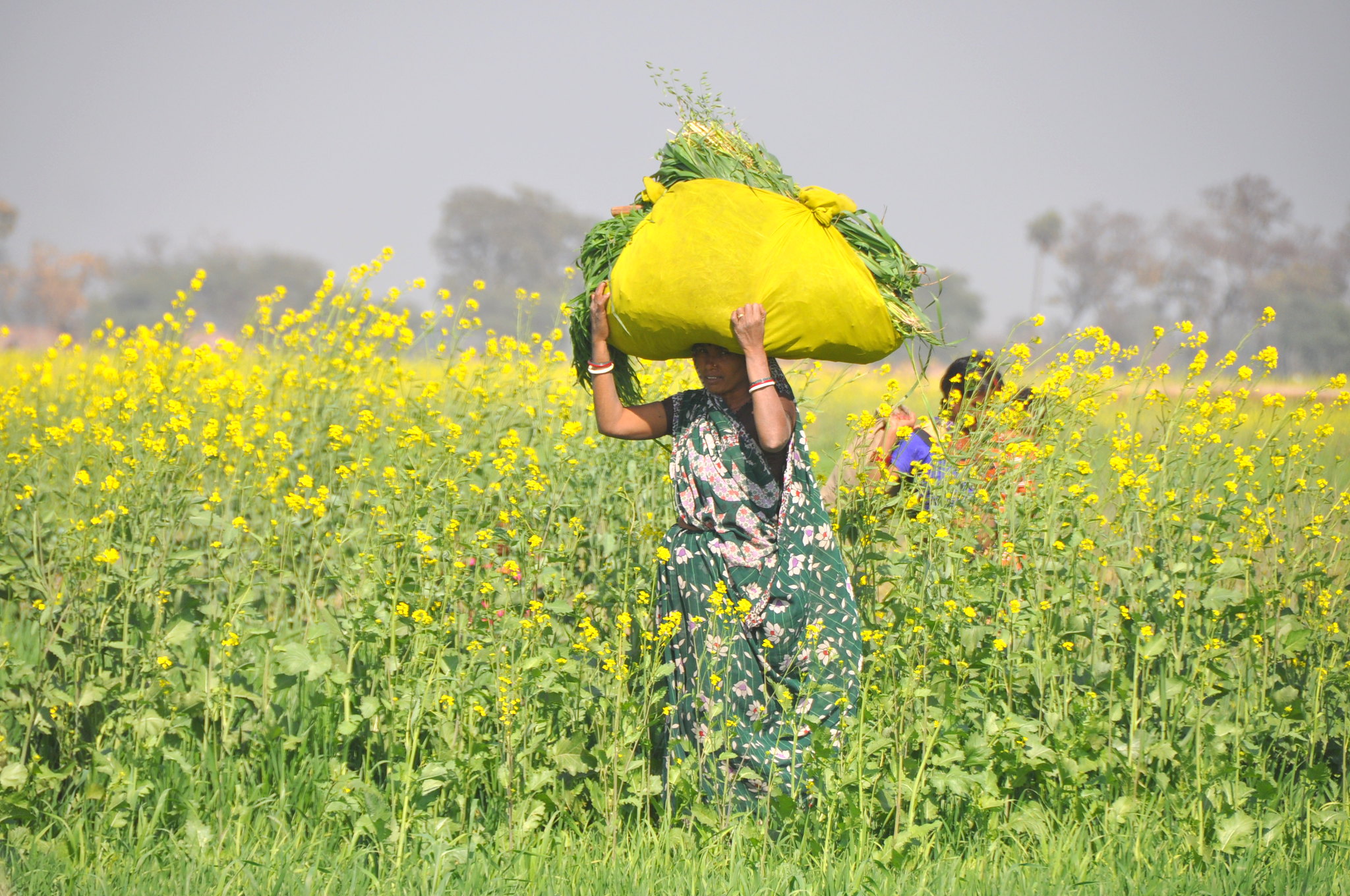 Bihar woman in the fields
